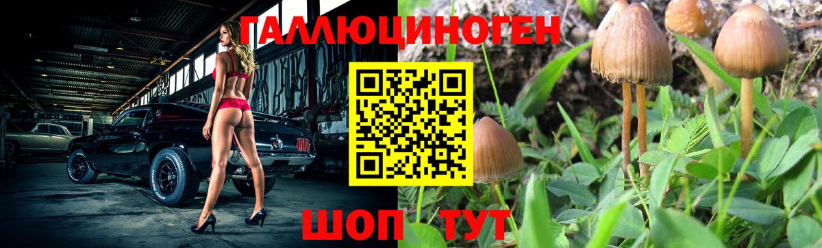 Псилоцибиновые грибы Cubensis Ртищево
